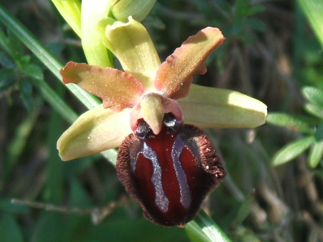 orchidee del gargano